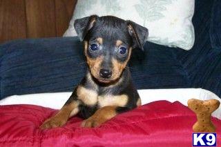 Puppies in PA